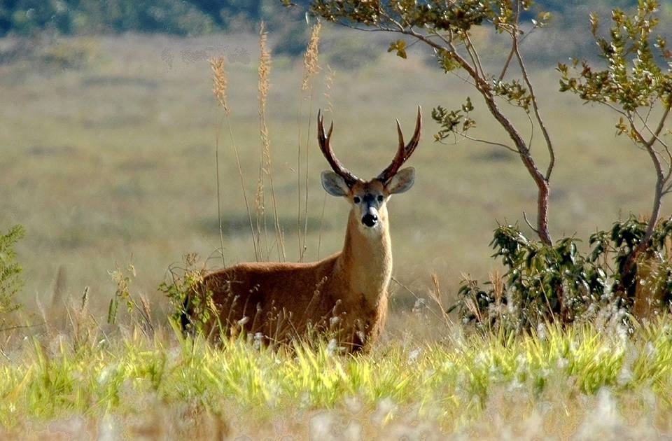 Turismo em Chapadão do Céu
